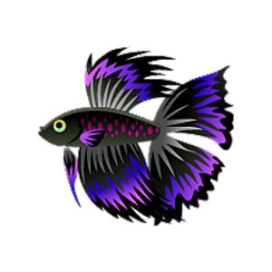 Purple Blackfin Betta